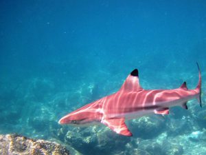 A pink shark (not a GW)