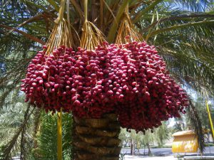 Dates Tree