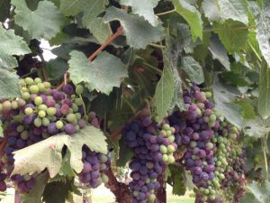 Future Wine on the vine